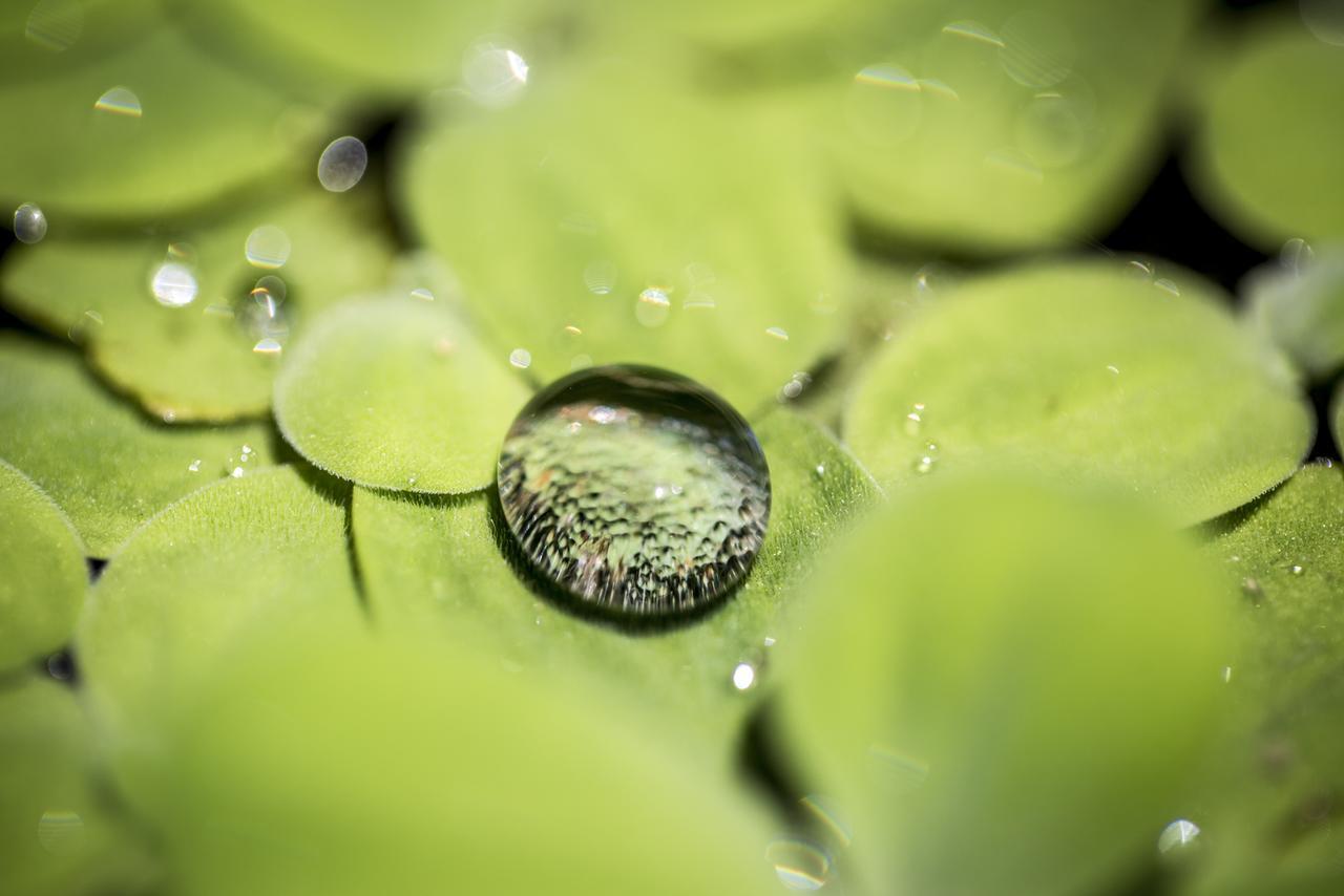 Sombra E Agua Fresca Floresta Praia de Pipa Buitenkant foto